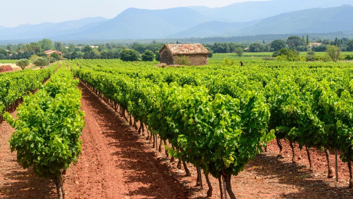 circuits viticoles Provence